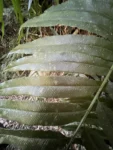 Saccoloma (3)