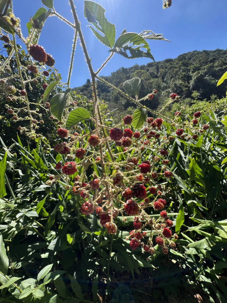 Rubus urticifolius (17)