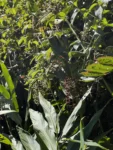 Rubus urticifolius (15)