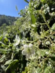 Rubus urticifolius (6)