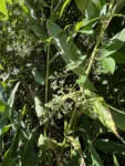 Rubus urticifolius (5)