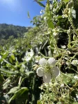 Rubus urticifolius (2)