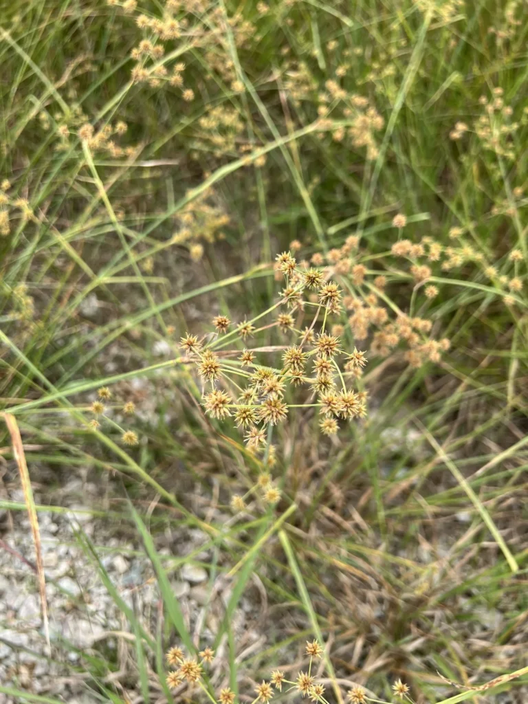 Rhynchospora holoschoenoides (6)