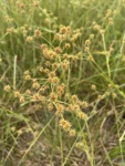 Rhynchospora holoschoenoides (3)
