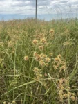 Rhynchospora holoschoenoides (2)