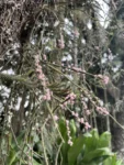 Rhipsalis grandiflora (5)