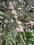 Rhipsalis grandiflora (6)
