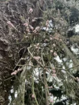 Rhipsalis grandiflora (4)