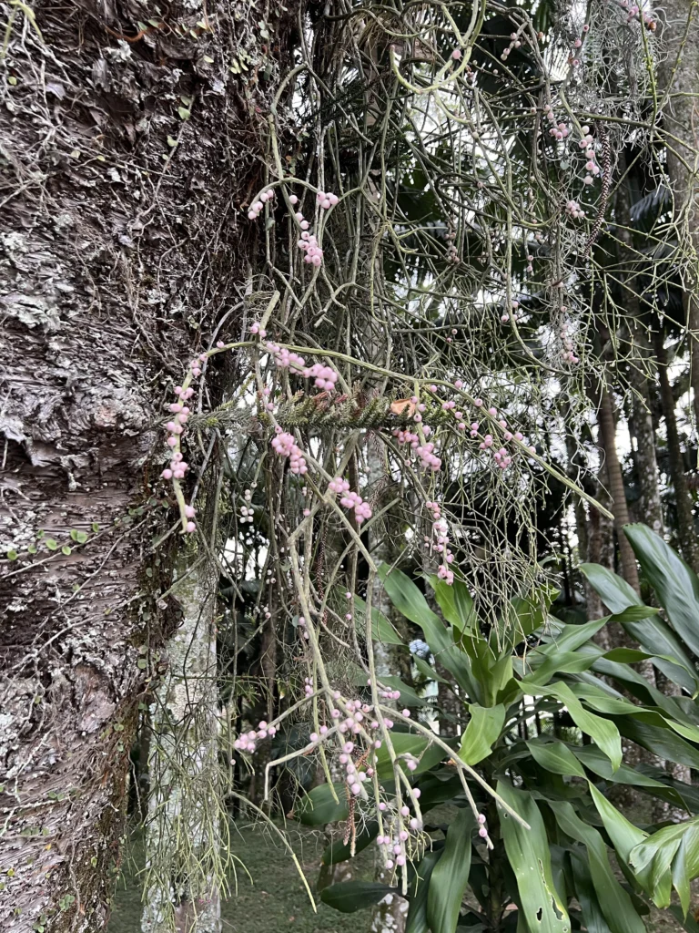 Rhipsalis grandiflora (1)
