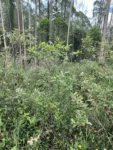 Psidium guineense (6)