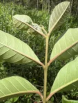 Psidium guineense (5)