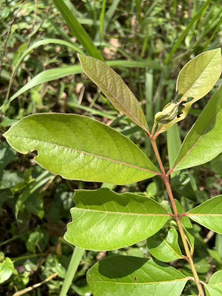 Psidium guineense (2)