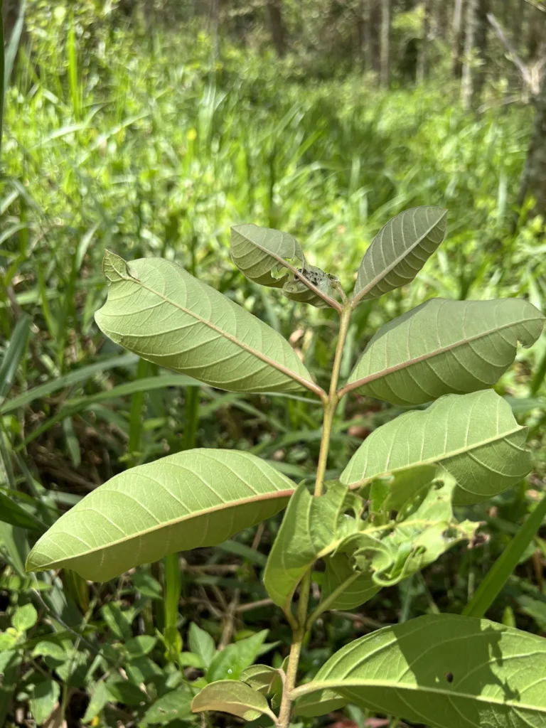 Psidium guineense (3)