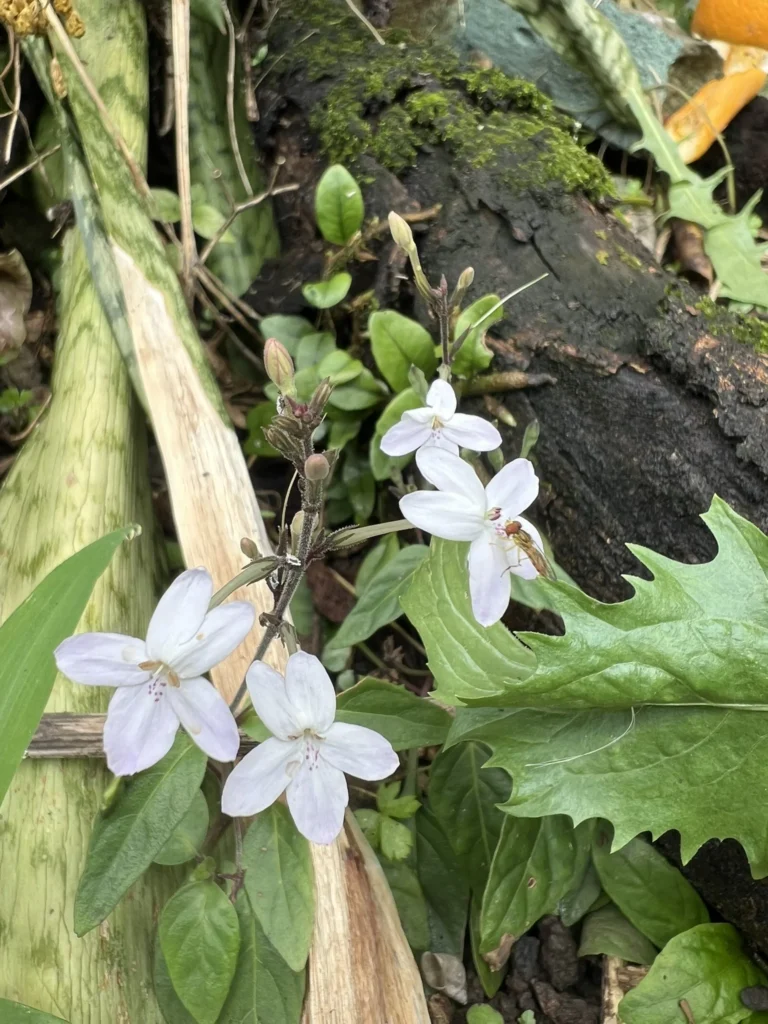 Pseuderanthemum variabile (11)