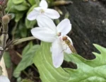 Pseuderanthemum variabile (13)
