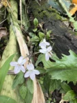 Pseuderanthemum variabile (9)
