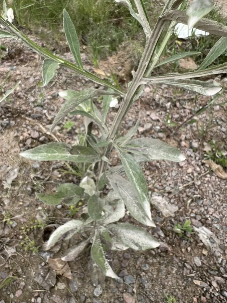 Pluchea sagittalis (4)