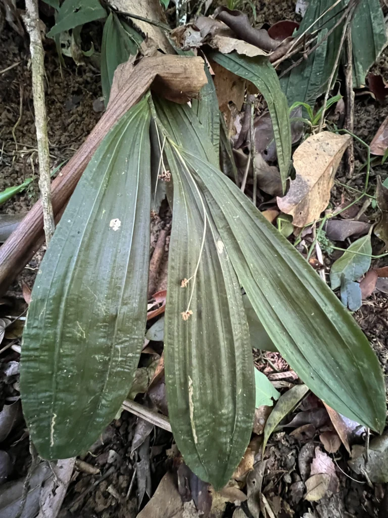 Pleurostachys gaudichaudii (6)