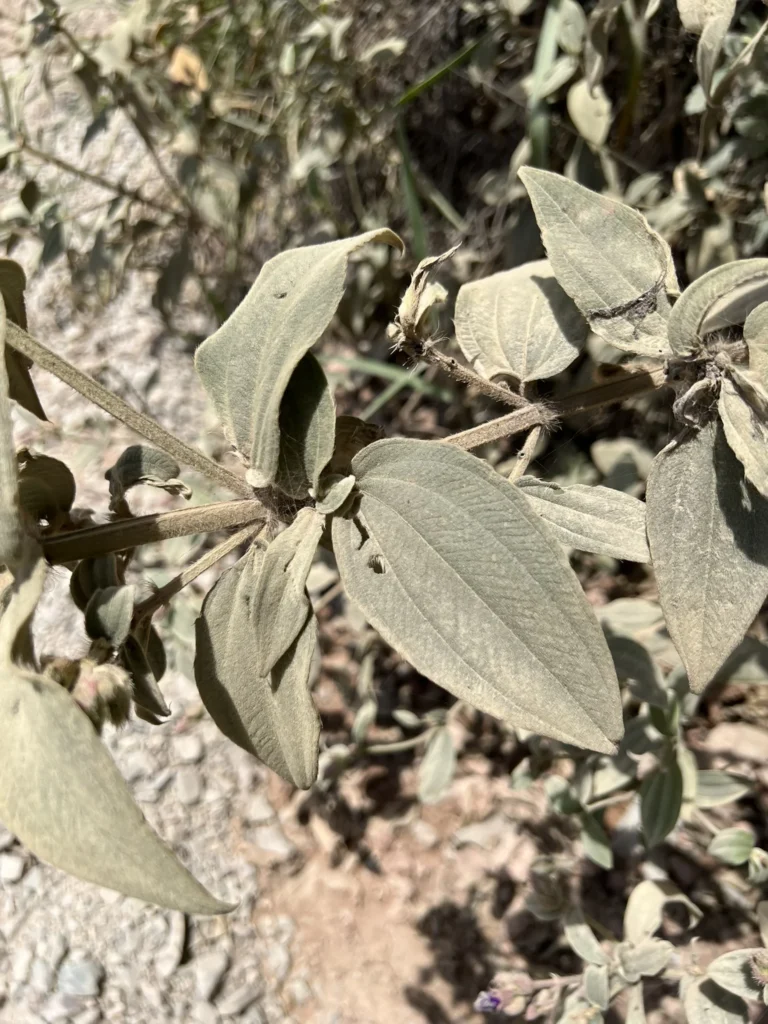 Pleroma urvilleanum (5)