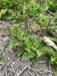 Plantago catharinea (4)