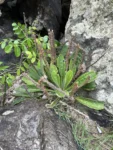 Plantago catharinea (1)