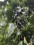 Philodendron hederaceum (3)