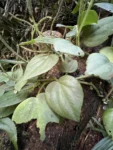 Peperomia urocarpa (6)
