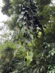 Philodendron hederaceum (1)