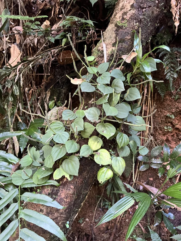 Peperomia urocarpa (1)