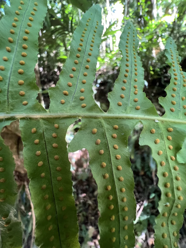 Pecluma chnoophora (7)