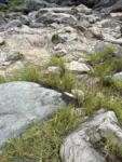 Paspalum vaginatum (6)