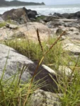 Paspalum vaginatum (3)