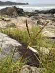 Paspalum vaginatum (4)