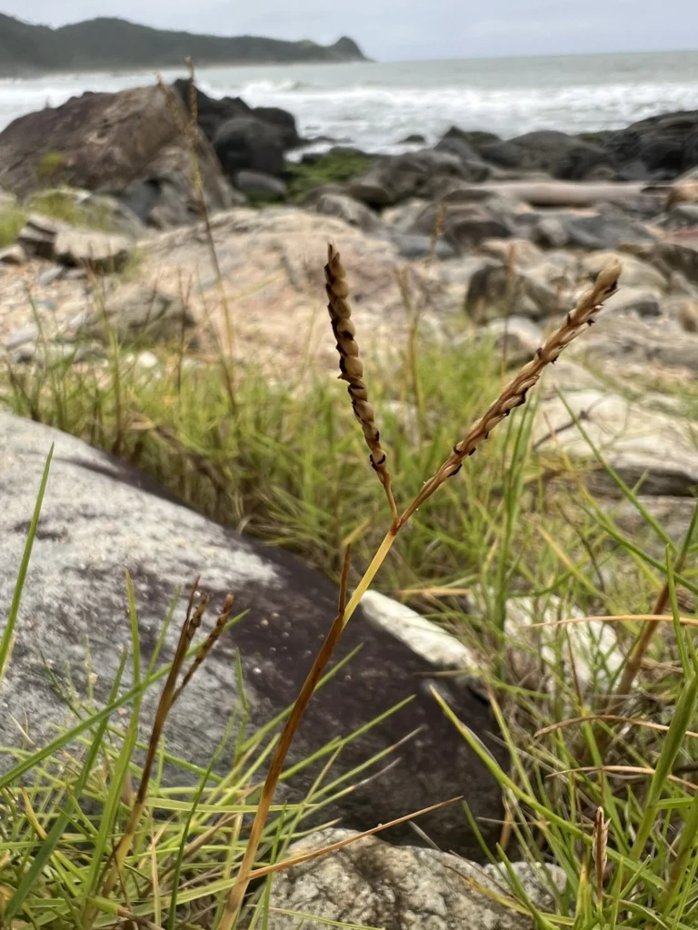 Paspalum vaginatum (4)