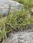Paspalum vaginatum (5)