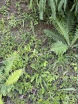 Orthopappus angustifolius (5)