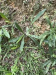 Orthopappus angustifolius (4)