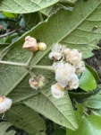 Myrcia hebepetala (8)