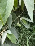 muntingia calabura (6)
