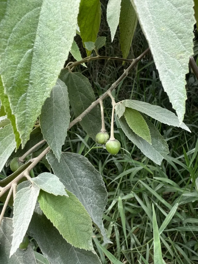 muntingia calabura (6)