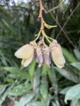 Mucuna urens (4)