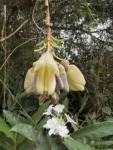 Mucuna urens (5)