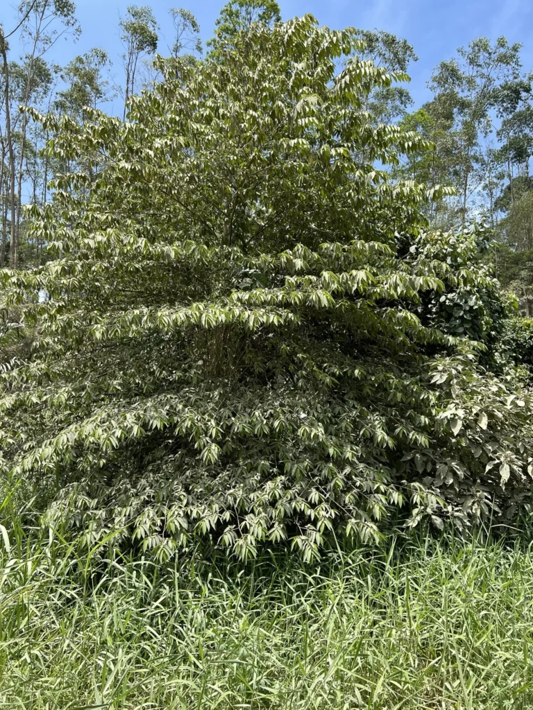 muntingia calabura (1)