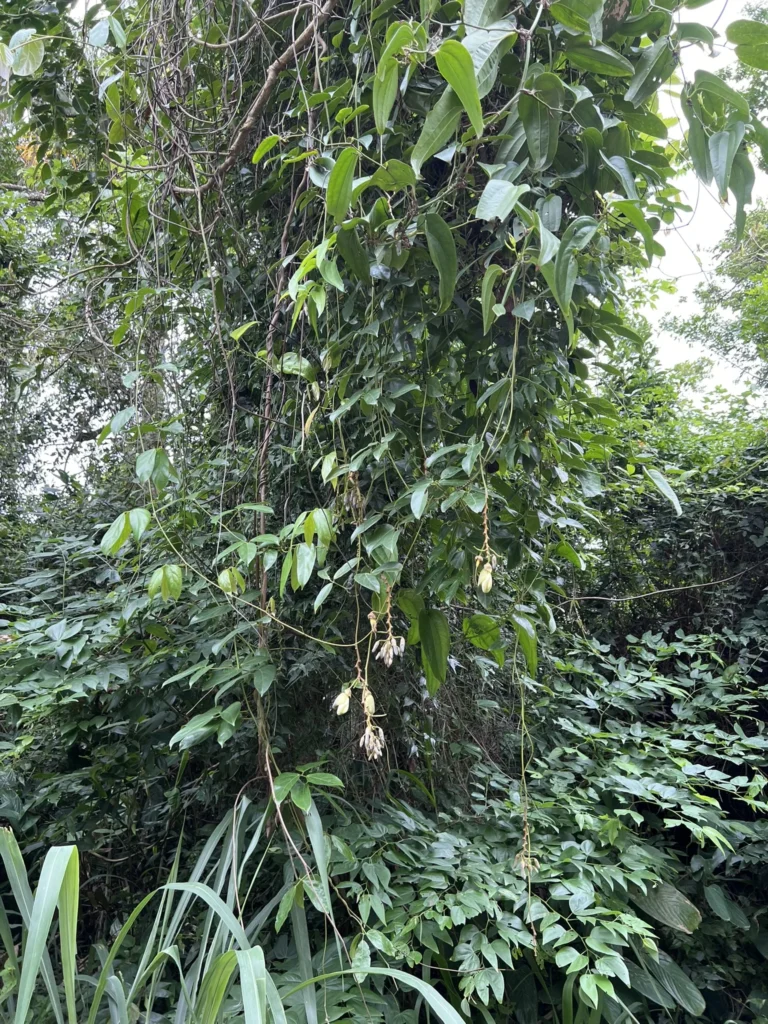 Mucuna urens (1)