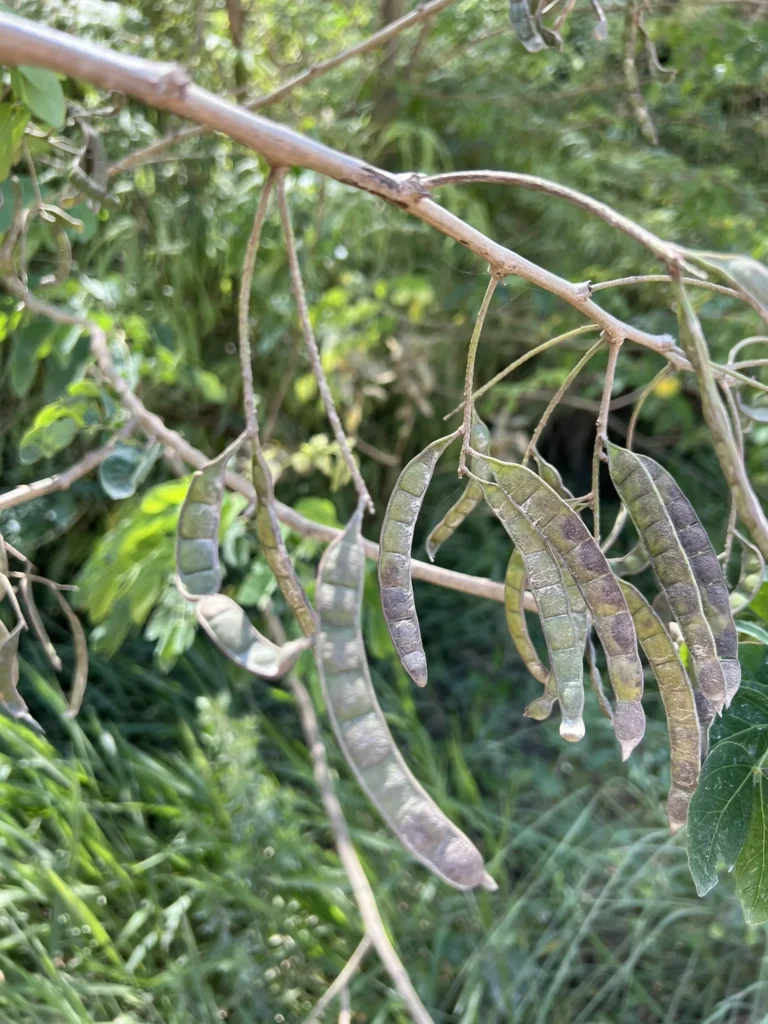Mimosa caesalpinifolia (5)