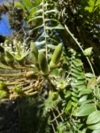 Marcgravia polyantha (9)