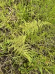 Macrothelypteris torresiana (1)