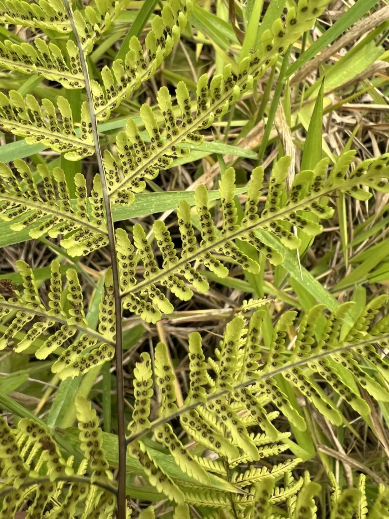 Macrothelypteris torresiana (3)