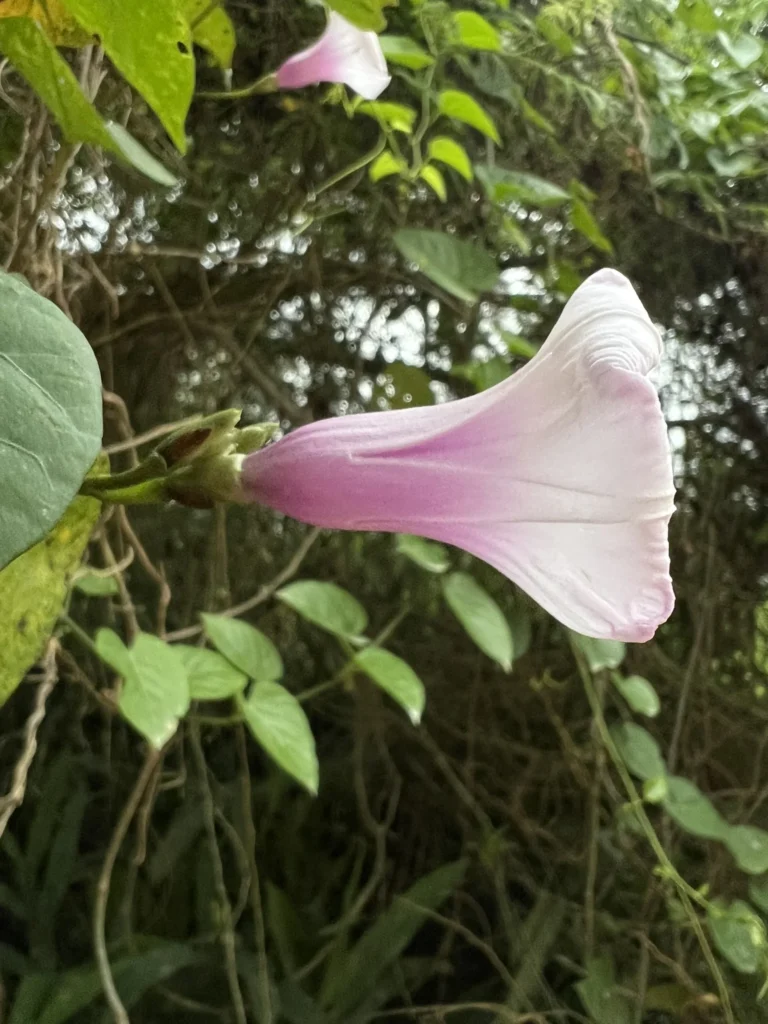 Ipomoea tiliacea (6)
