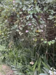 Ipomoea tiliacea (2)